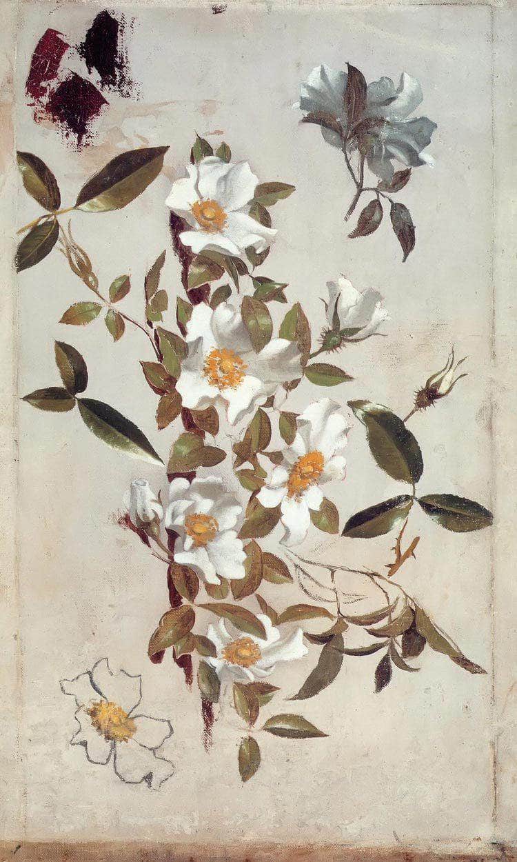 Branches And Cherokee Roses By Martin Johnson Heade Fine Art Print
