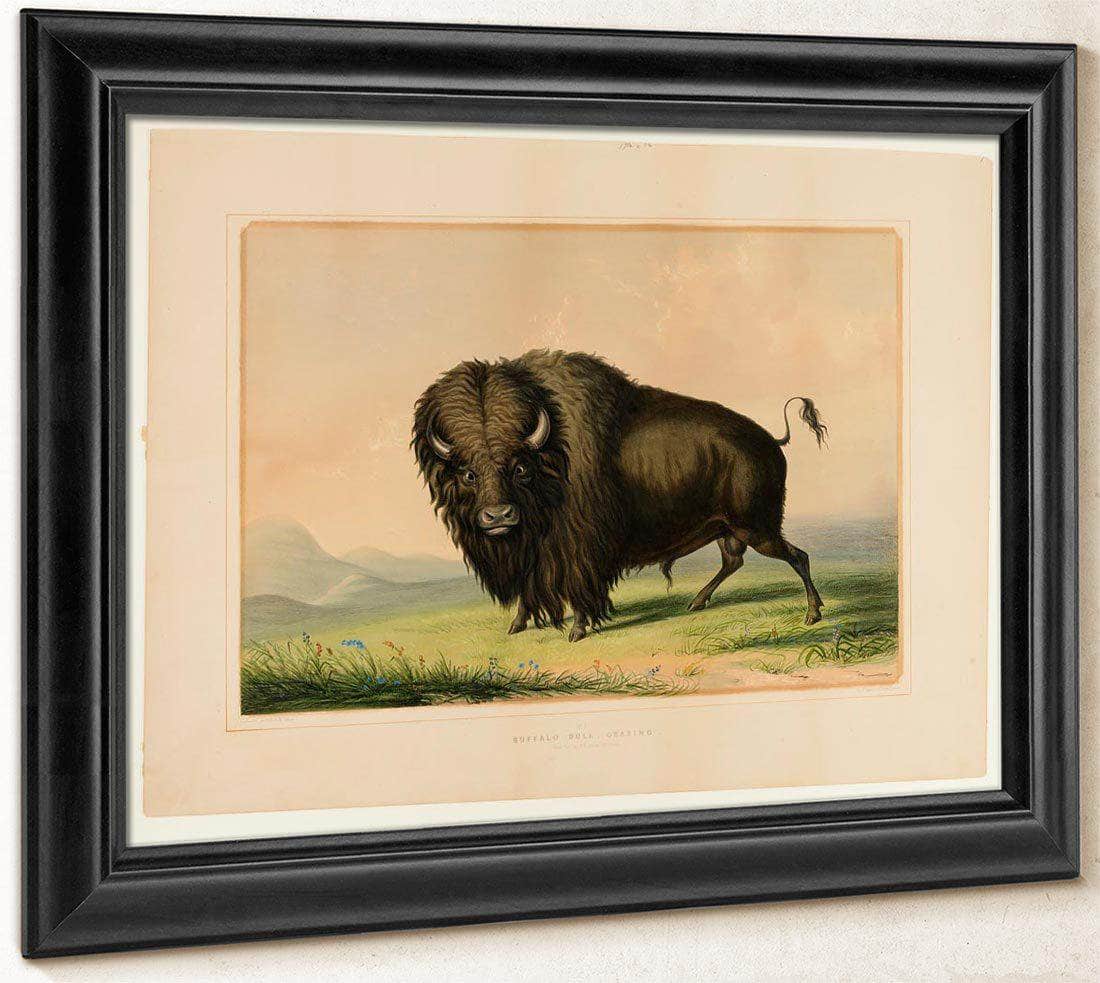 Buffalo Bull Grazing  No.2 By George Catlin Fine Art Print