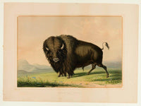 Buffalo Bull Grazing  No.2 By George Catlin Fine Art Print