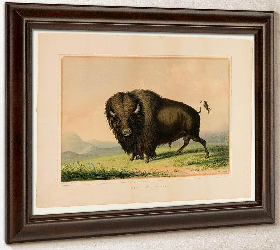Buffalo Bull Grazing  No.2 By George Catlin Fine Art Print