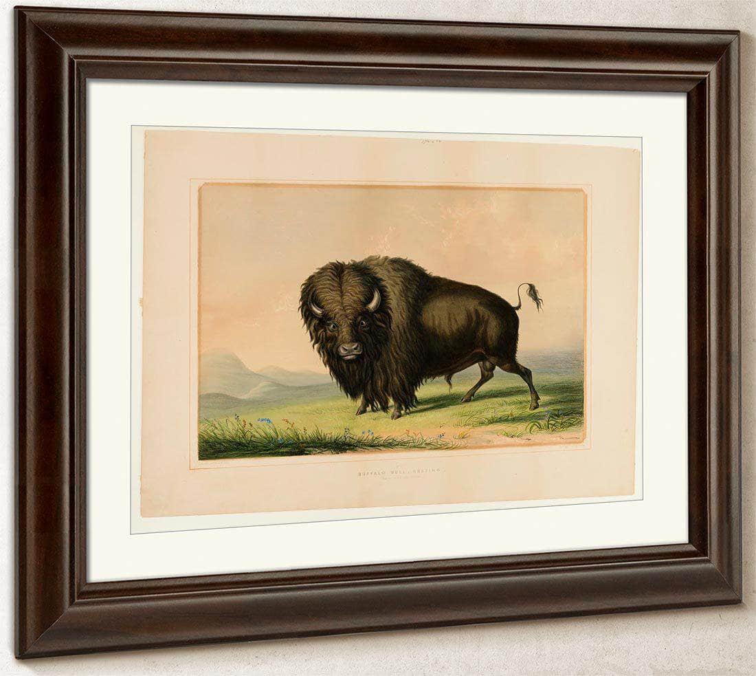 Buffalo Bull Grazing  No.2 By George Catlin Fine Art Print