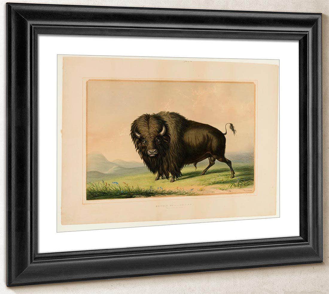 Buffalo Bull Grazing  No.2 By George Catlin Fine Art Print