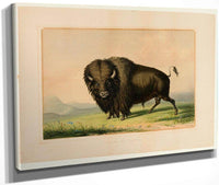 Buffalo Bull Grazing  No.2 By George Catlin Fine Art Print