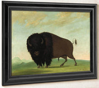 Buffalo Bull, Grazing On The Prairie By George Catlin Fine Art Print