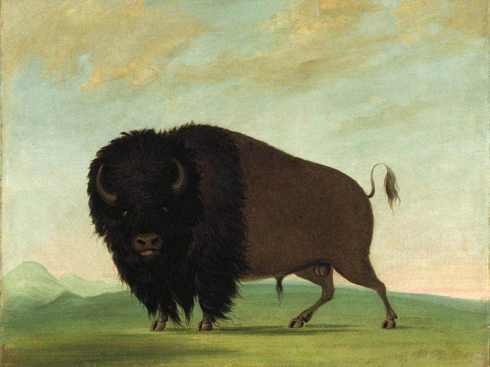 Buffalo Bull, Grazing On The Prairie By George Catlin Fine Art Print