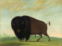 Buffalo Bull, Grazing On The Prairie By George Catlin Fine Art Print