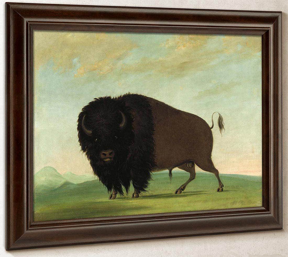 Buffalo Bull, Grazing On The Prairie By George Catlin Fine Art Print