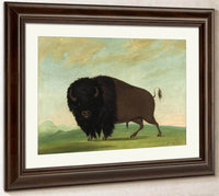 Buffalo Bull, Grazing On The Prairie By George Catlin Fine Art Print