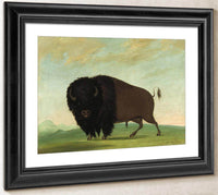 Buffalo Bull, Grazing On The Prairie By George Catlin Fine Art Print