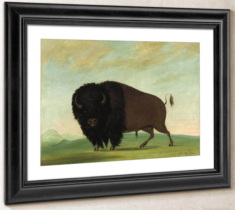 Buffalo Bull, Grazing On The Prairie By George Catlin Fine Art Print