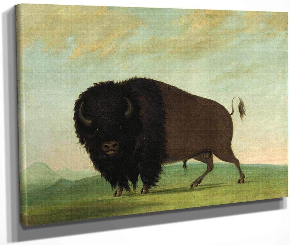 Buffalo Bull, Grazing On The Prairie By George Catlin Fine Art Print