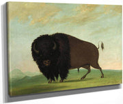 Buffalo Bull, Grazing On The Prairie By George Catlin Fine Art Print