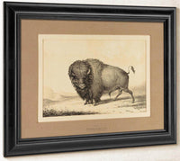 Buffalo Bull  No. 2 By George Catlin Fine Art Print