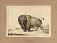 Buffalo Bull  No. 2 By George Catlin Fine Art Print