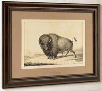 Buffalo Bull  No. 2 By George Catlin Fine Art Print
