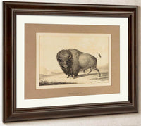 Buffalo Bull  No. 2 By George Catlin Fine Art Print