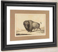 Buffalo Bull  No. 2 By George Catlin Fine Art Print