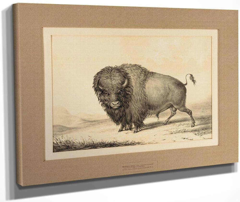 Buffalo Bull  No. 2 By George Catlin Fine Art Print
