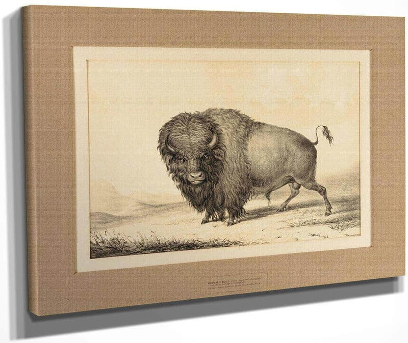 Buffalo Bull  No. 2 By George Catlin Fine Art Print
