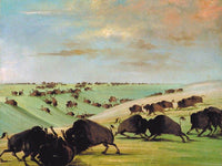 Buffalo Bulls Fighting In Running Season, Upper Missouri By George Catlin Fine Art Print