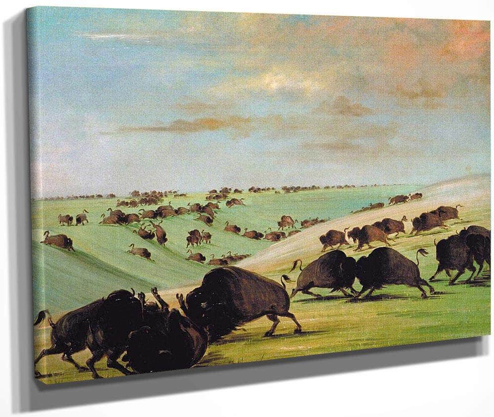 Buffalo Bulls Fighting In Running Season, Upper Missouri By George Catlin Fine Art Print