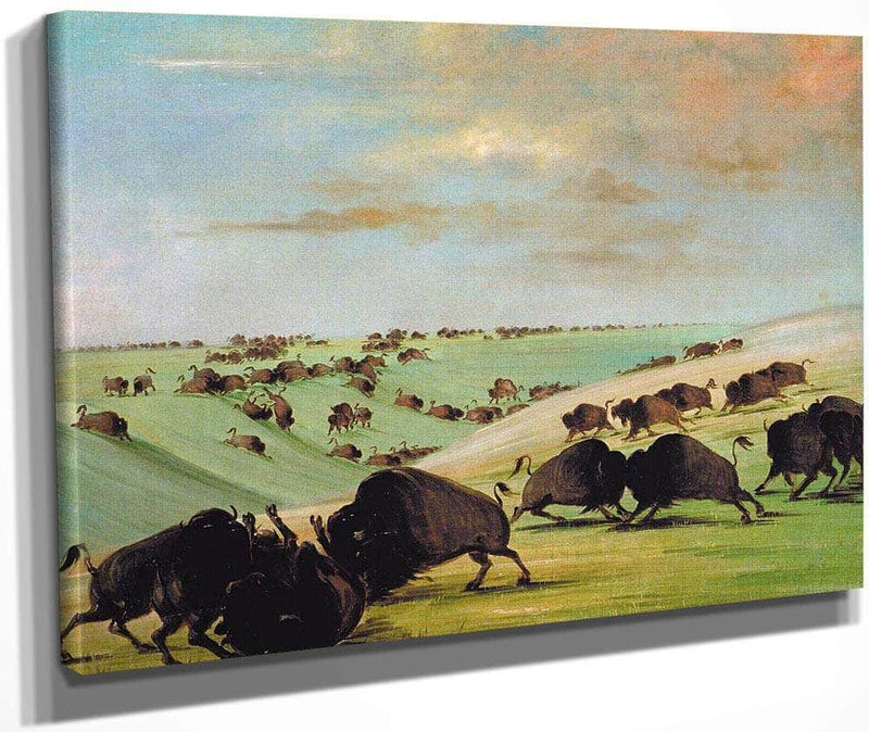 Buffalo Bulls Fighting In Running Season, Upper Missouri By George Catlin Fine Art Print
