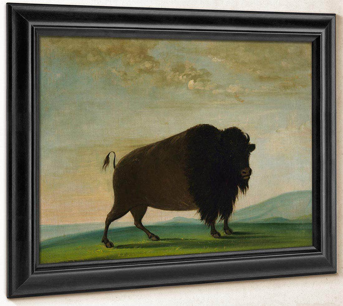 Buffalo Cow, Grazing On The Prairie By George Catlin Fine Art Print