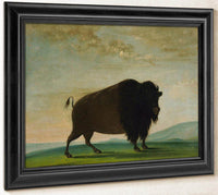 Buffalo Cow, Grazing On The Prairie By George Catlin Fine Art Print