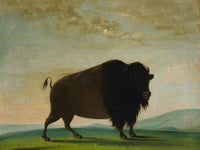 Buffalo Cow, Grazing On The Prairie By George Catlin Fine Art Print