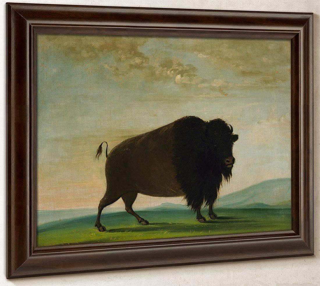 Buffalo Cow, Grazing On The Prairie By George Catlin Fine Art Print