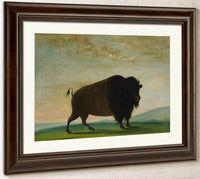 Buffalo Cow, Grazing On The Prairie By George Catlin Fine Art Print