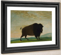 Buffalo Cow, Grazing On The Prairie By George Catlin Fine Art Print