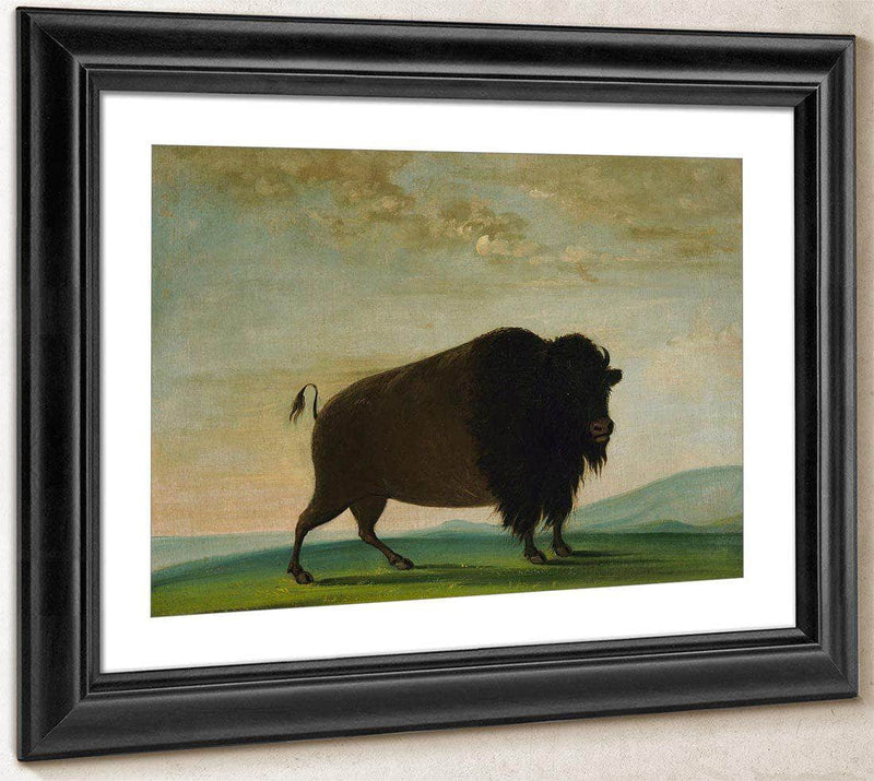 Buffalo Cow, Grazing On The Prairie By George Catlin Fine Art Print