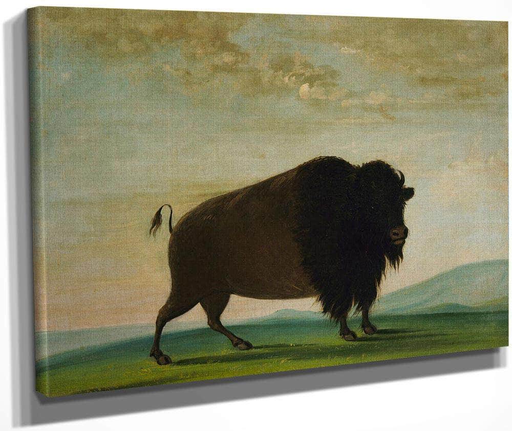 Buffalo Cow, Grazing On The Prairie By George Catlin Fine Art Print