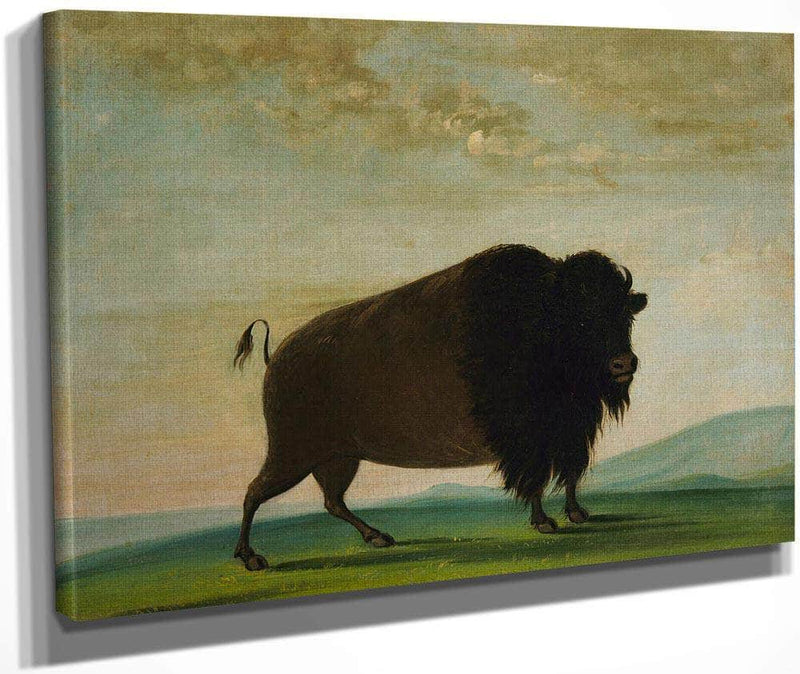 Buffalo Cow, Grazing On The Prairie By George Catlin Fine Art Print