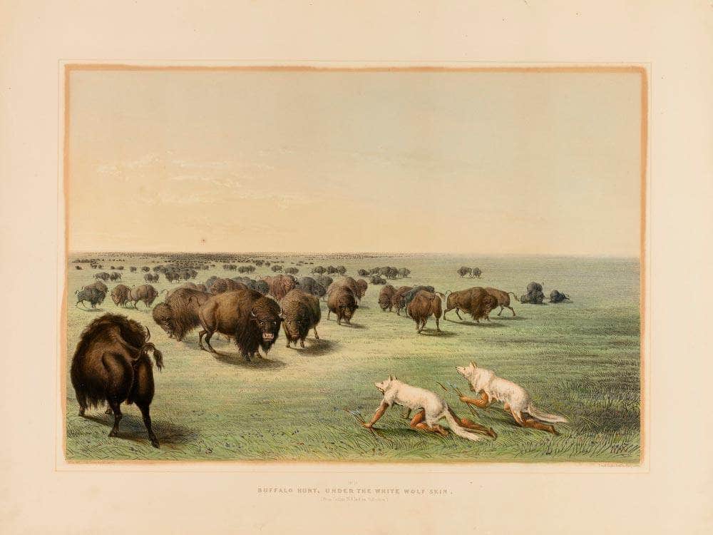 Buffalo Hunt, Under The White Wolfskin  No. 13 By George Catlin Fine Art Print
