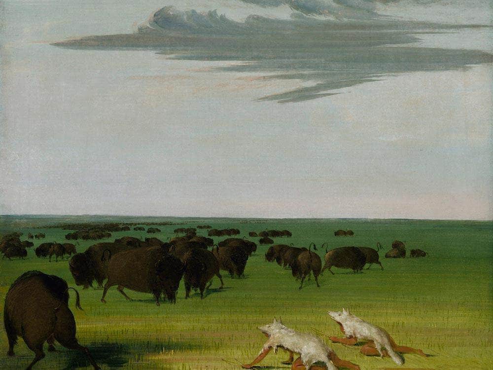 Buffalo Hunt Under The Wolf Skin Mask By George Catlin Fine Art Print