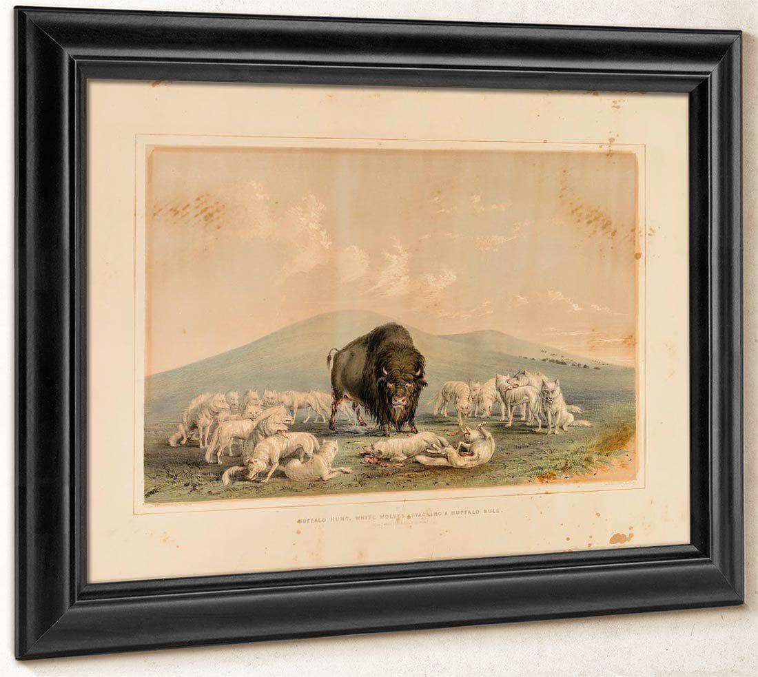 Buffalo Hunt, White Wolves Attacking A Buffalo Bull  No. 10 By George Catlin Fine Art Print