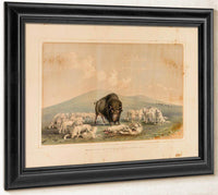 Buffalo Hunt, White Wolves Attacking A Buffalo Bull  No. 10 By George Catlin Fine Art Print