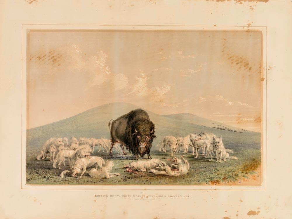 Buffalo Hunt, White Wolves Attacking A Buffalo Bull  No. 10 By George Catlin Fine Art Print