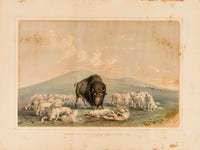 Buffalo Hunt, White Wolves Attacking A Buffalo Bull  No. 10 By George Catlin Fine Art Print