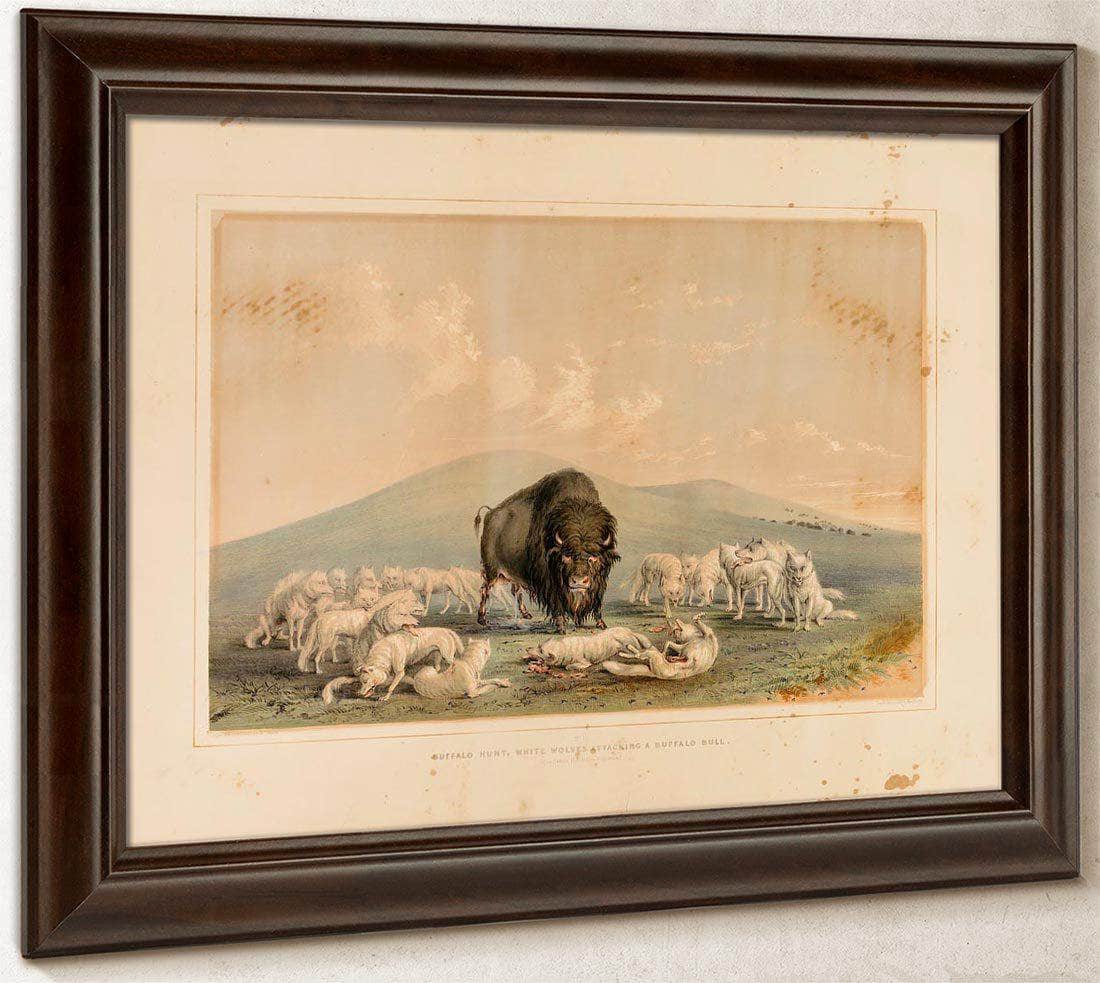 Buffalo Hunt, White Wolves Attacking A Buffalo Bull  No. 10 By George Catlin Fine Art Print