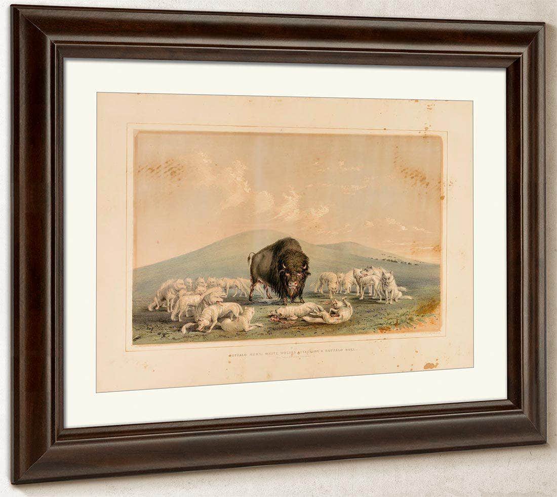 Buffalo Hunt, White Wolves Attacking A Buffalo Bull  No. 10 By George Catlin Fine Art Print