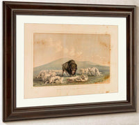 Buffalo Hunt, White Wolves Attacking A Buffalo Bull  No. 10 By George Catlin Fine Art Print