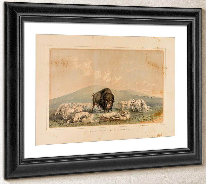 Buffalo Hunt, White Wolves Attacking A Buffalo Bull  No. 10 By George Catlin Fine Art Print
