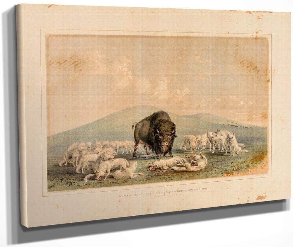 Buffalo Hunt, White Wolves Attacking A Buffalo Bull  No. 10 By George Catlin Fine Art Print