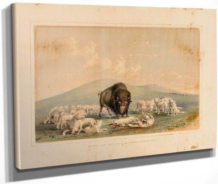 Buffalo Hunt, White Wolves Attacking A Buffalo Bull  No. 10 By George Catlin Fine Art Print