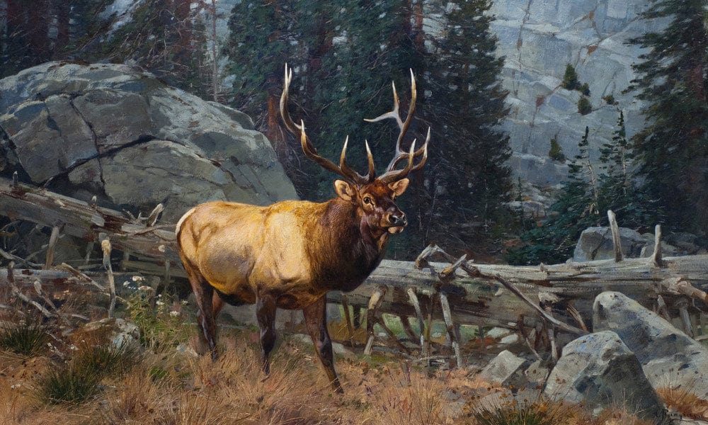 Bull Elk In The High Country By Carl Rungius Fine Art Print