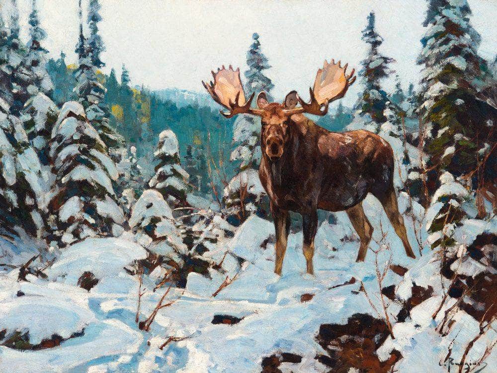 Bull Moose By Carl Rungius Fine Art Print
