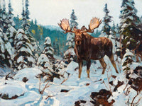 Bull Moose By Carl Rungius Fine Art Print